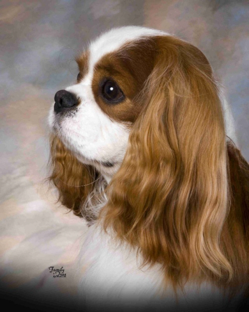 Nordic Touch Cavalier King Charles Spaniels in Montana USA